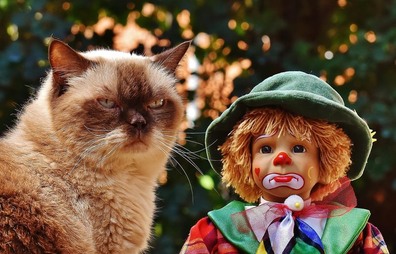 Puppet Shows