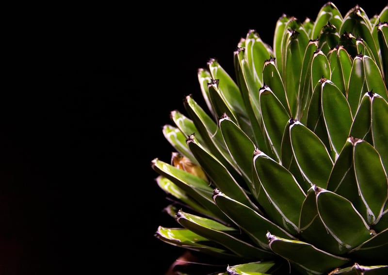 Succulent Planters from Recycled Tins